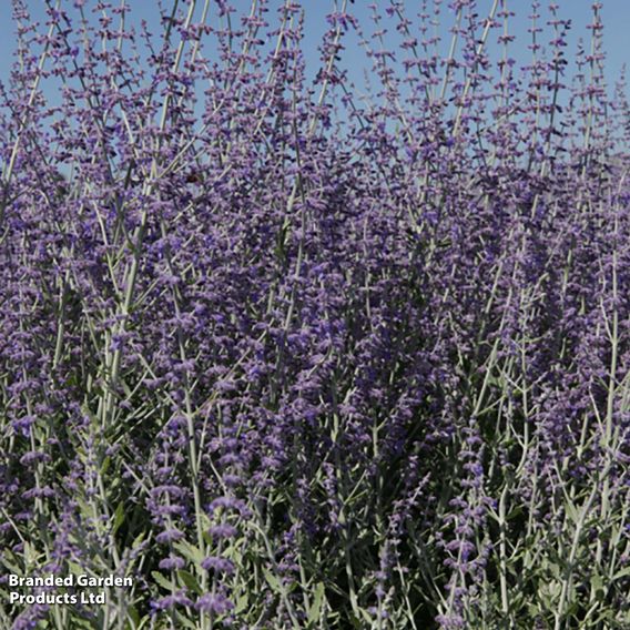 Perovskia atriplicifolia 'Little Spire'