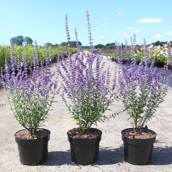 Perovskia atriplicifolia 'Prime Time'