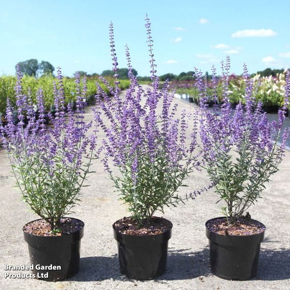 Perovskia atriplicifolia 'Prime Time'