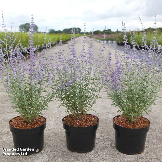 Perovskia atriplicifolia 'Prime Time'