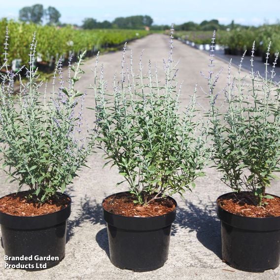 Perovskia atriplicifolia 'Prime Time'