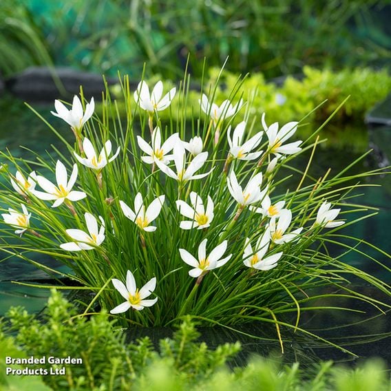 Zephyranthes candida (Marginal Aquatic)