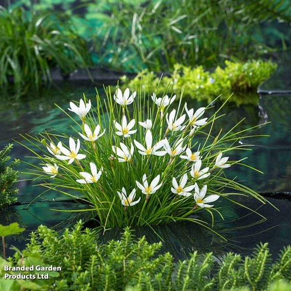 Zephyranthes candida (Marginal Aquatic)