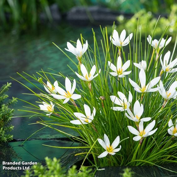 Zephyranthes candida (Marginal Aquatic)