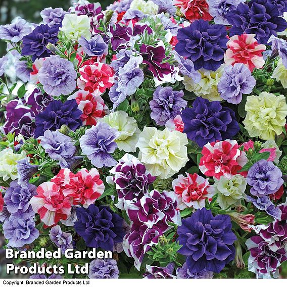 Nurseryman's Choice Petunia Collection