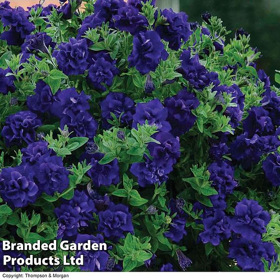 Petunia 'Frills & Spills™ Belinda'