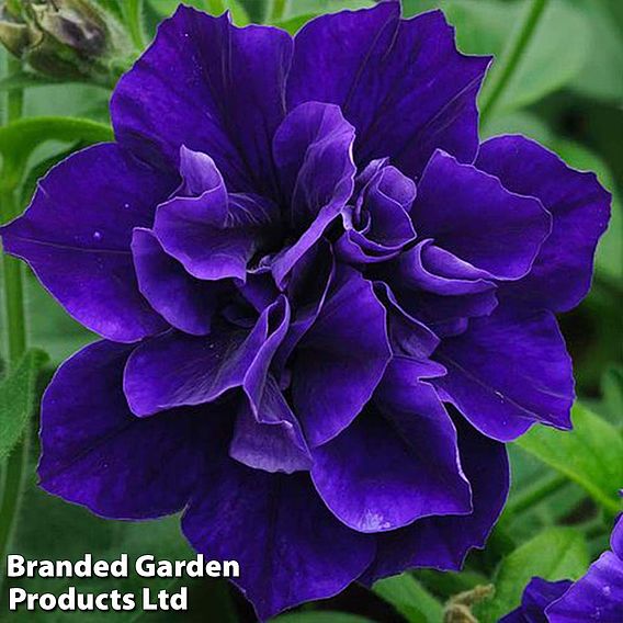 Petunia 'Frills & Spills™ Belinda'