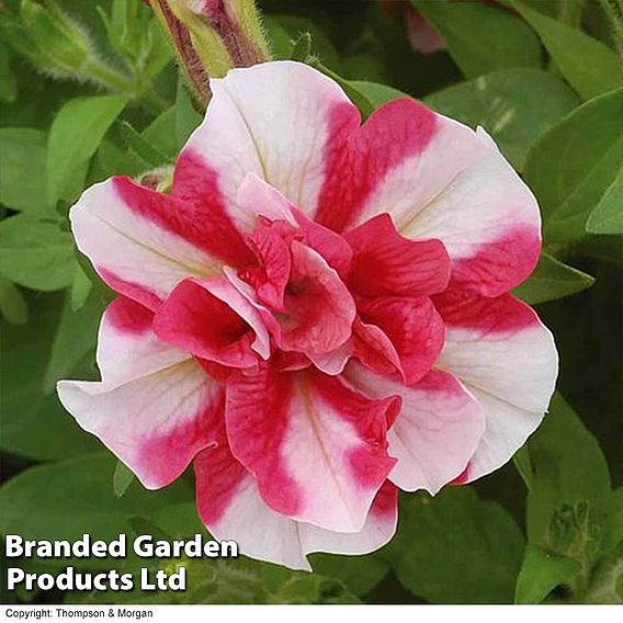 Petunia 'Frills & Spills™ Cherry Ripple'