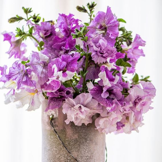Nurserymans Choice Petunia 'Allegra'