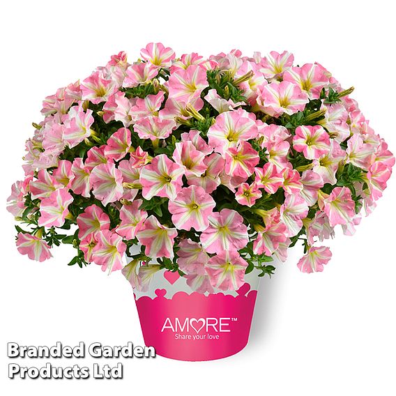 Petunia 'Amore Pink Princess'