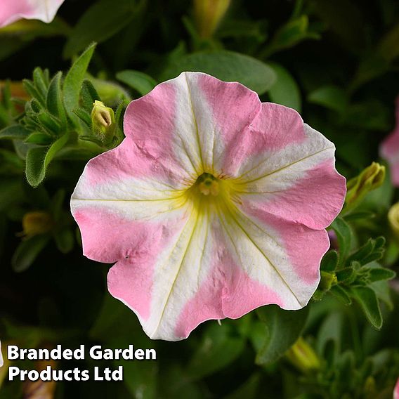 Petunia 'Amore Pink Princess'