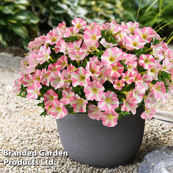 Petunia 'Amore Pink Princess'