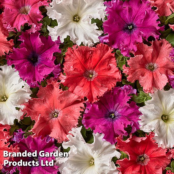 Petunia 'Aphrodite Mix' F1 - Seeds