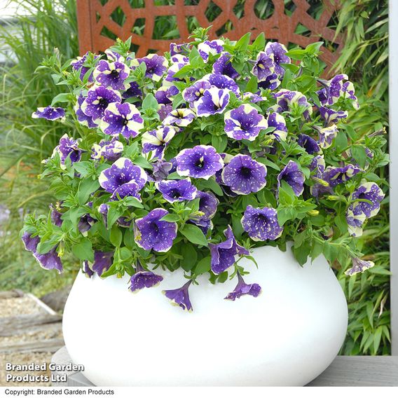 Petunia 'Blueberry Sky'