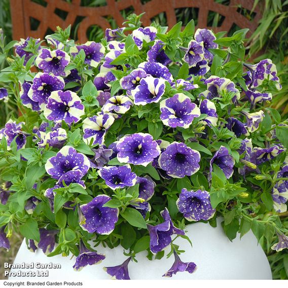 Petunia 'Blueberry Sky'