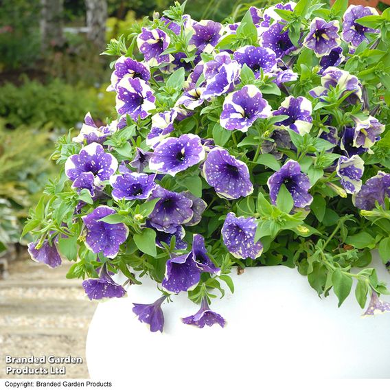 Petunia 'Blueberry Sky'
