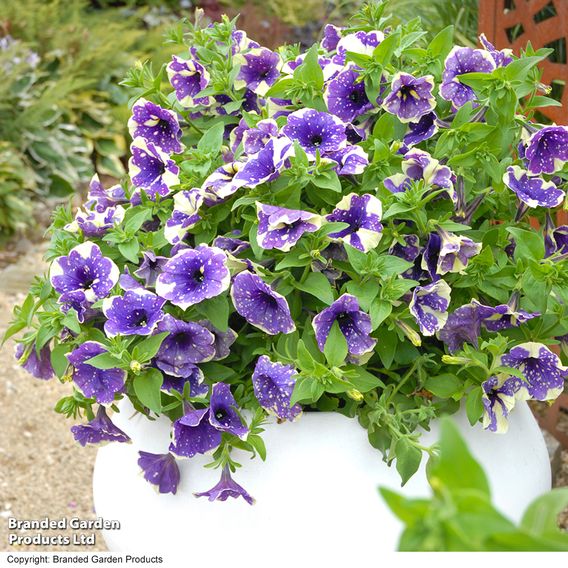 Petunia 'Blueberry Sky'