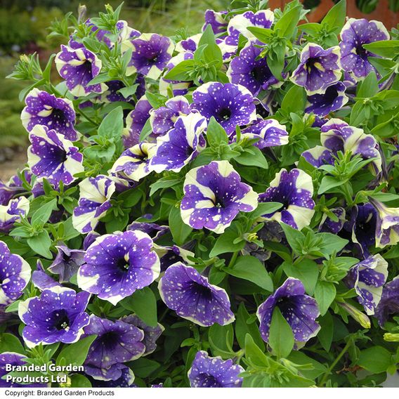 Petunia 'Blueberry Sky'