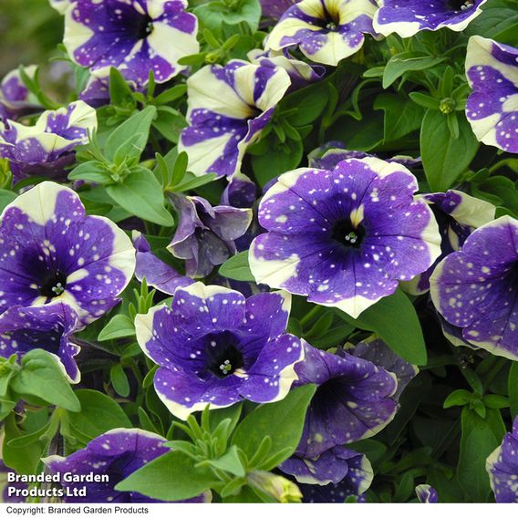 Petunia 'Blueberry Sky'