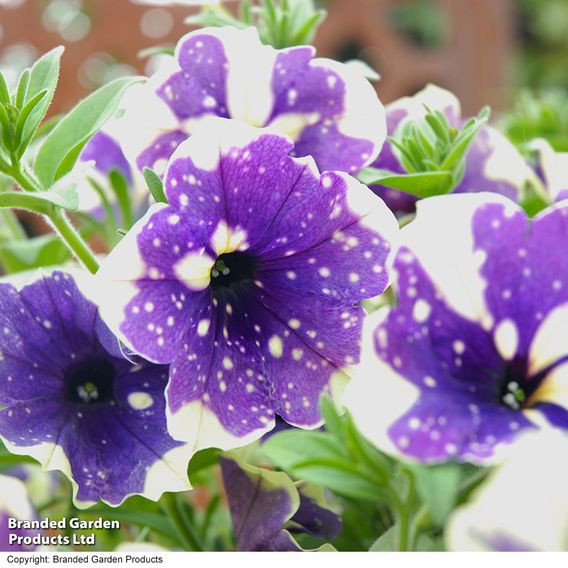 Petunia 'Blueberry Sky'