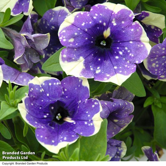 Petunia 'Blueberry Sky'