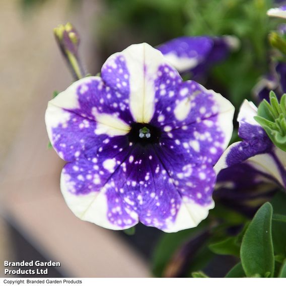 Petunia 'Blueberry Sky'