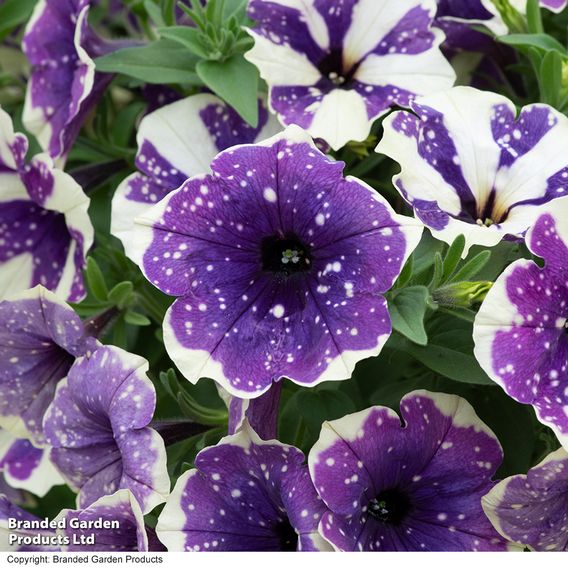 Petunia 'Blueberry Sky'
