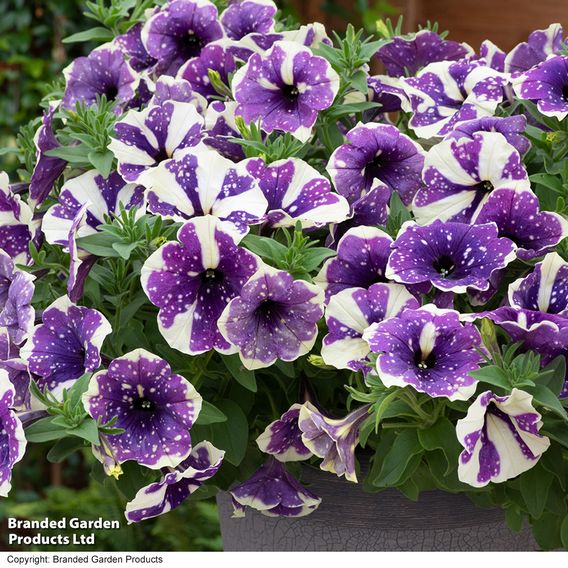 Petunia 'Blueberry Sky'