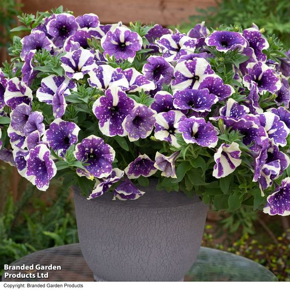 Petunia 'Blueberry Sky'