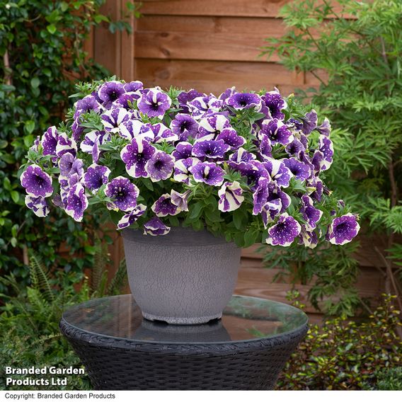 Petunia 'Blueberry Sky'