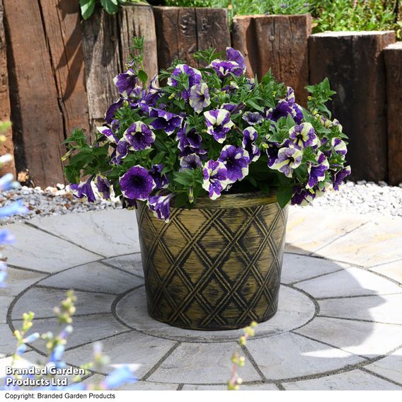 Petunia 'Blueberry Sky'