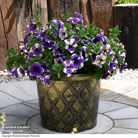 Petunia 'Blueberry Sky'