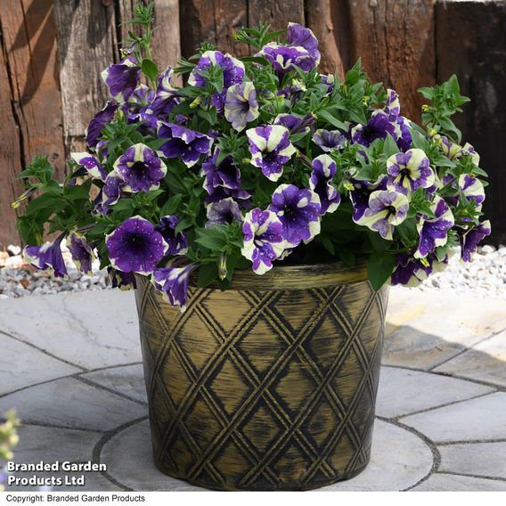 Petunia 'Blueberry Sky'
