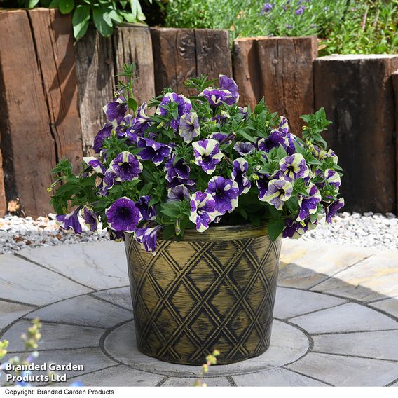 Petunia 'Blueberry Sky'
