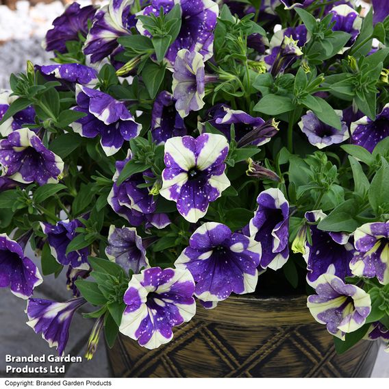 Petunia 'Blueberry Sky'