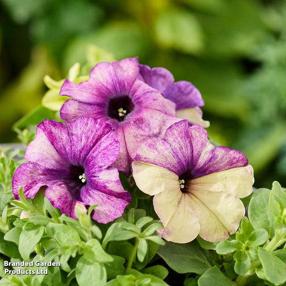 Petunia 'Blueberry Shake' F1 - Seeds