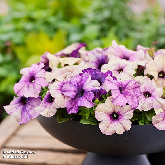 Petunia 'Blueberry Shake' F1 - Seeds