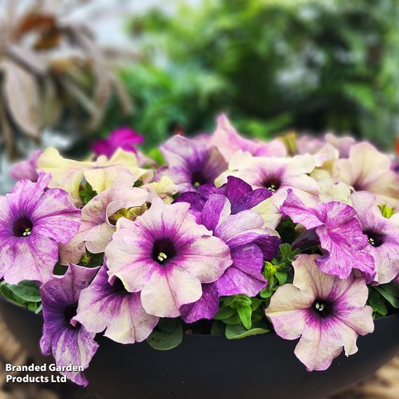 Petunia 'Blueberry Shake' F1 - Seeds