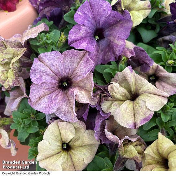 Petunia 'Blueberry Shake' F1 - Seeds