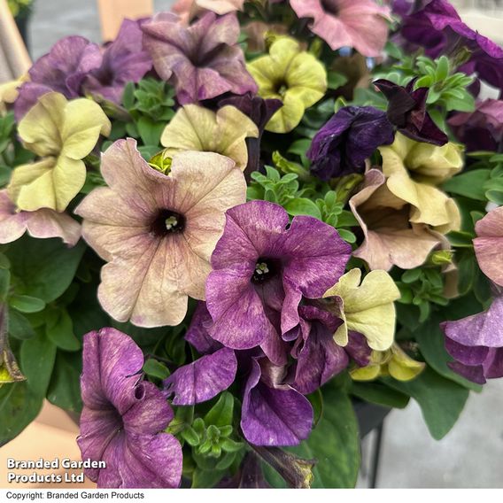 Petunia 'Blueberry Shake' F1 - Seeds
