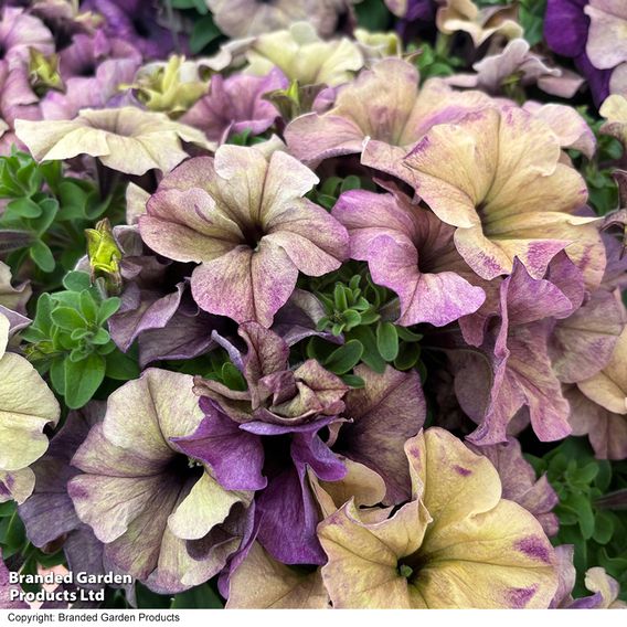 Petunia 'Blueberry Shake' F1 - Seeds