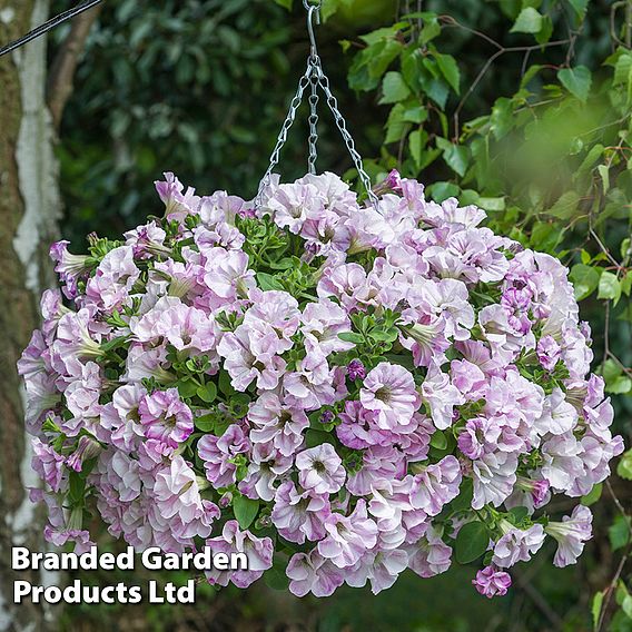 Petunia 'Bridal Blush'