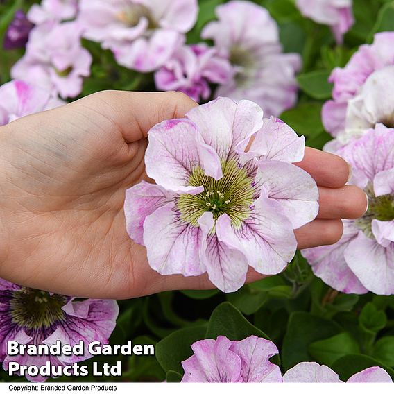 Petunia 'Bridal Blush'