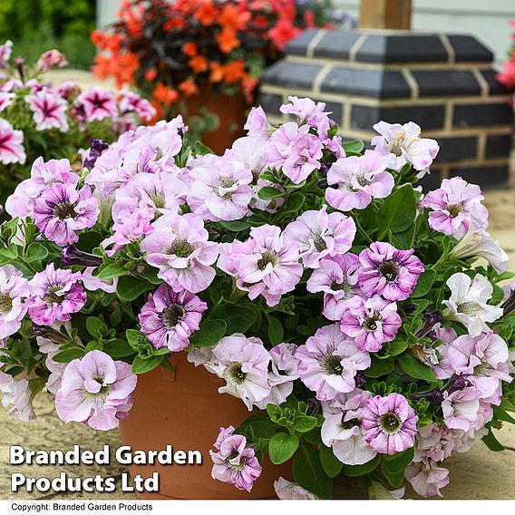 Petunia 'Bridal Blush'