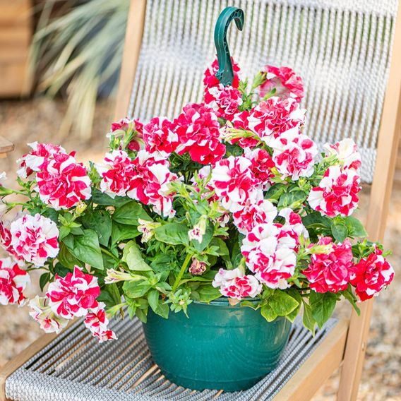 Petunia 'Frills & Spills&trade; Cherry Ripple'