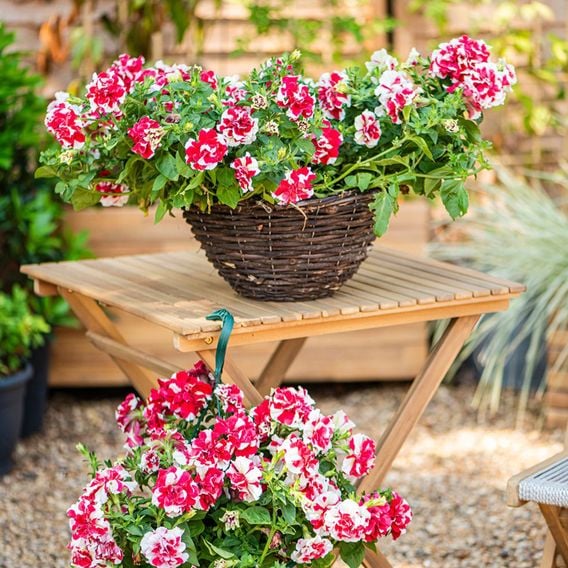 Petunia 'Frills & Spills&trade; Cherry Ripple'
