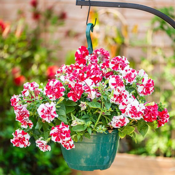 Petunia 'Frills & Spills&trade; Cherry Ripple'