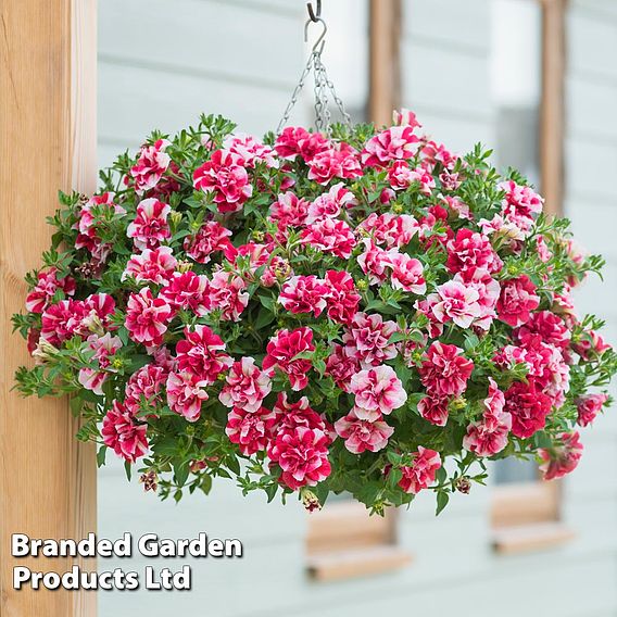 Petunia 'Frills & Spills™ Cherry Ripple'