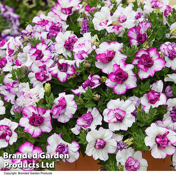 Petunia 'Tumbelina Nicola'