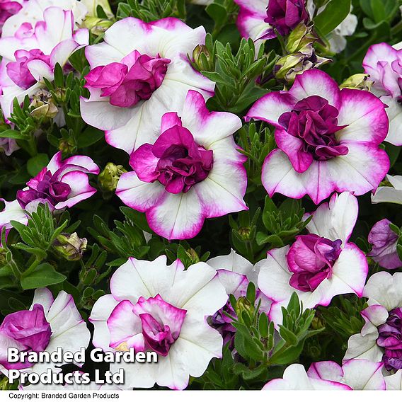 Petunia 'Tumbelina Nicola'